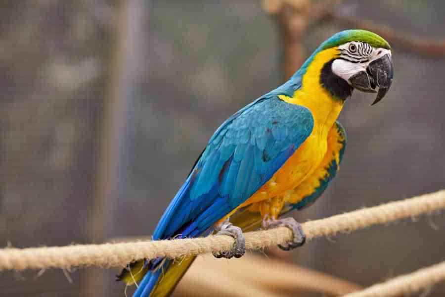 Inteligentní krotký modrý a zlatý papoušek