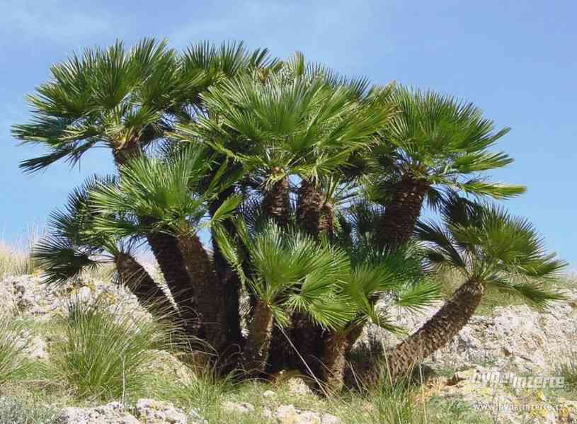 Chamaerops humilis - naklíčená semena