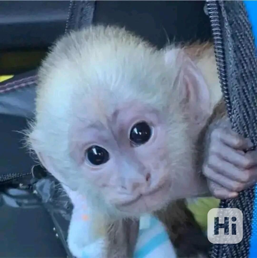  Veterinář zkontroloval krásného kapucína - foto 1