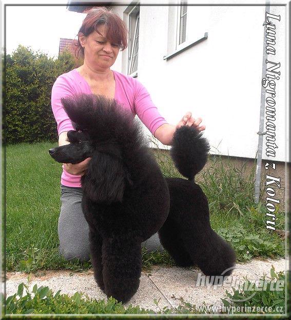 Pudl trpasličí černý s PP - foto 1