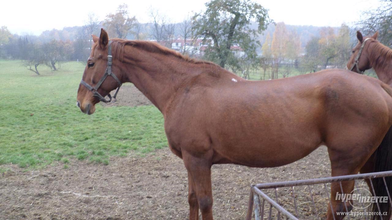 Prodám klisnu - foto 1