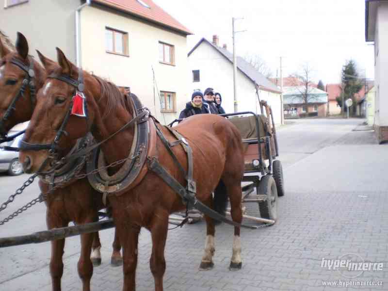 Prodám klisnu - foto 6