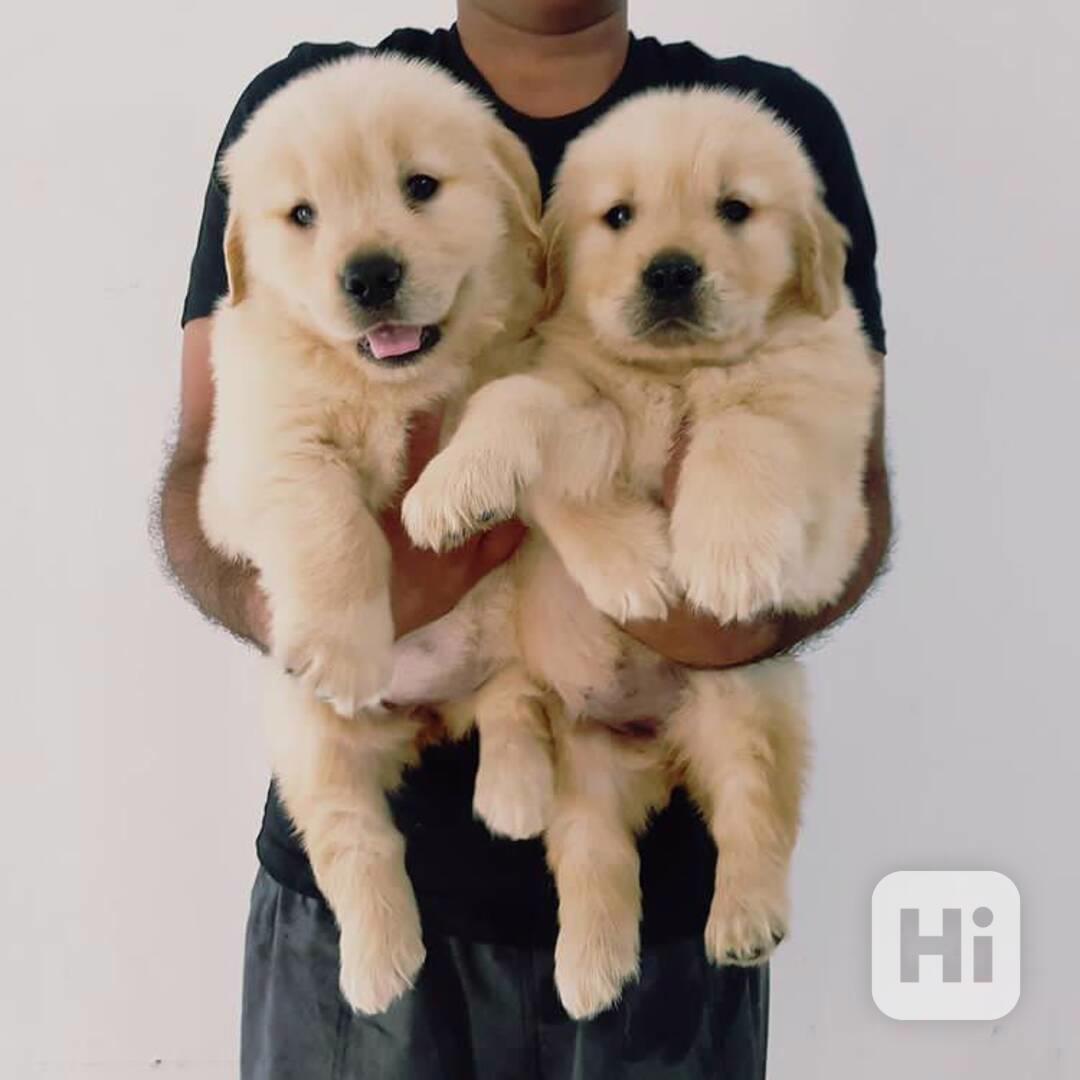 Štěňata zlatého retrívra k adopci - foto 1