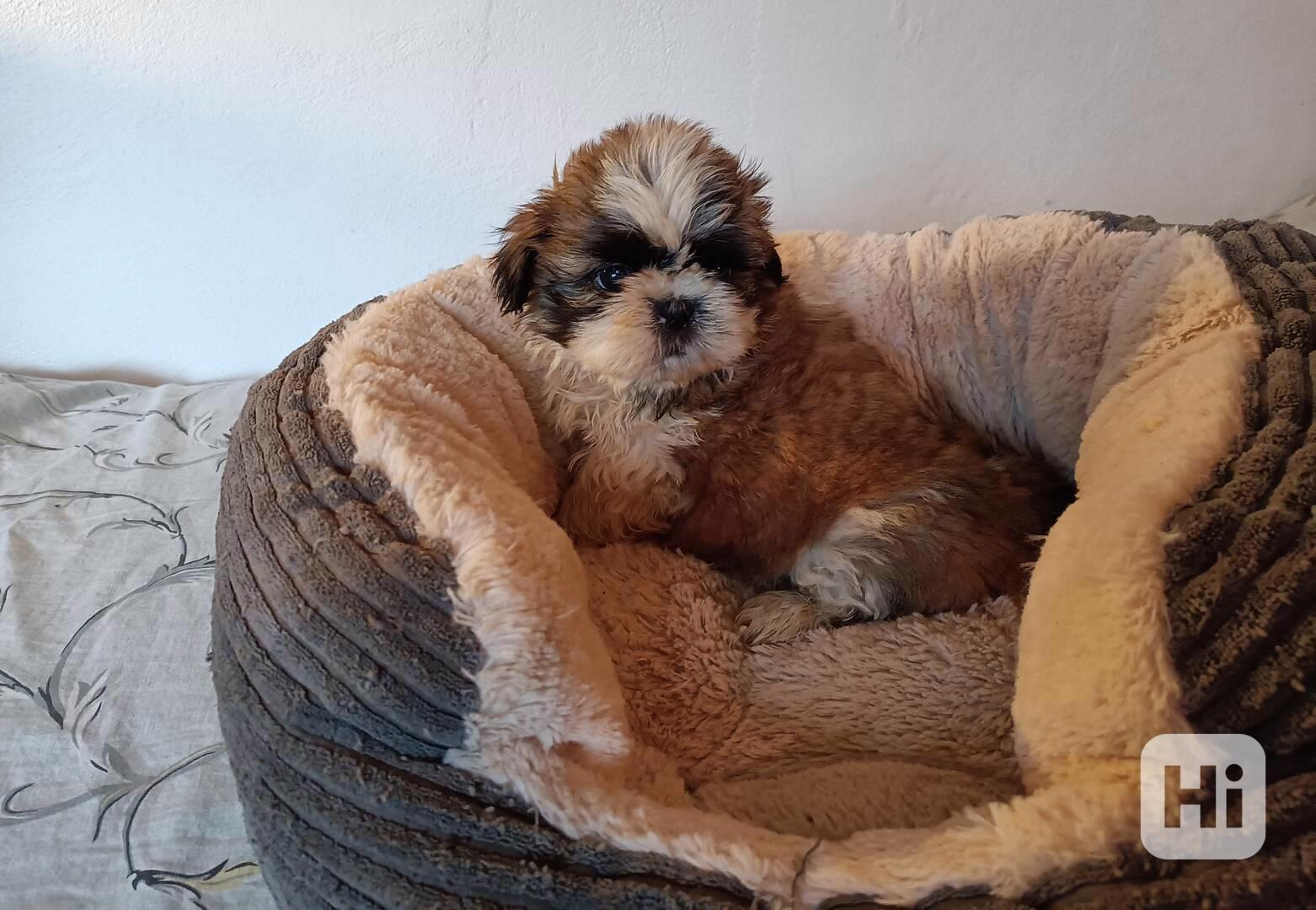 Shih-tzu - prodáme štěňátka bez pp - foto 1