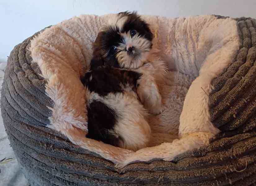 Shih-tzu - prodáme štěňátka bez pp - foto 2