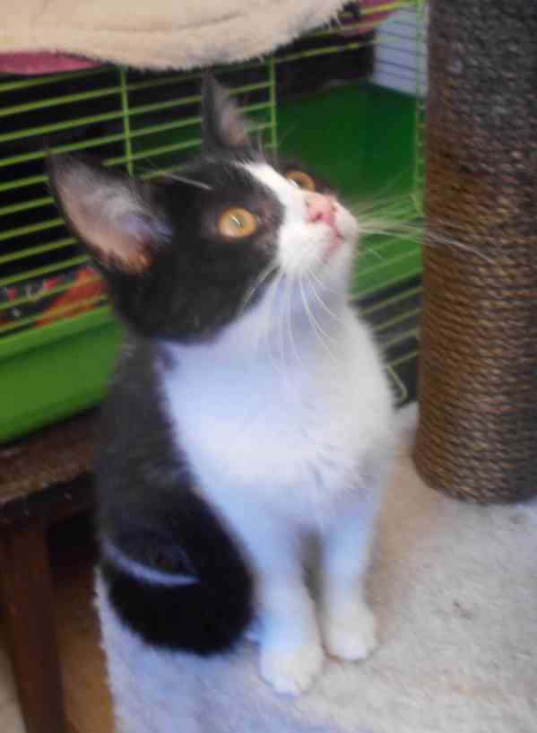 Bíločerná 4měsíční Amálka, čilá, hravá, veselá - foto 13