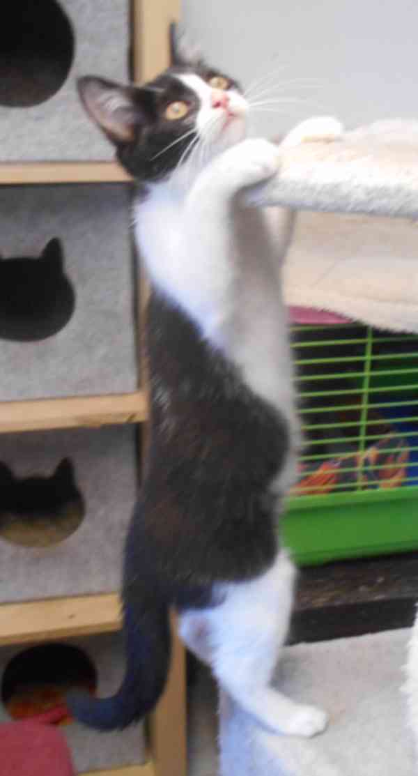 Bíločerná 4měsíční Amálka, čilá, hravá, veselá - foto 11