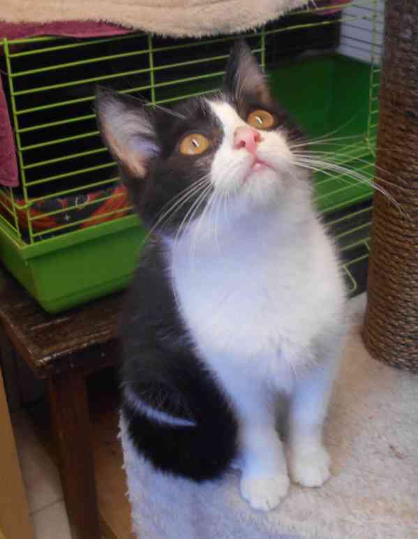 Bíločerná 4měsíční Amálka, čilá, hravá, veselá - foto 14