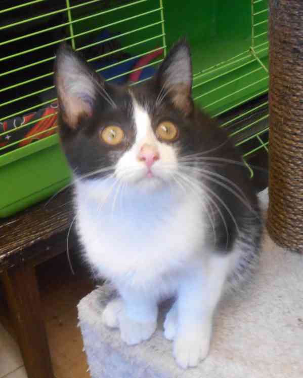 Bíločerná 4měsíční Amálka, čilá, hravá, veselá - foto 10