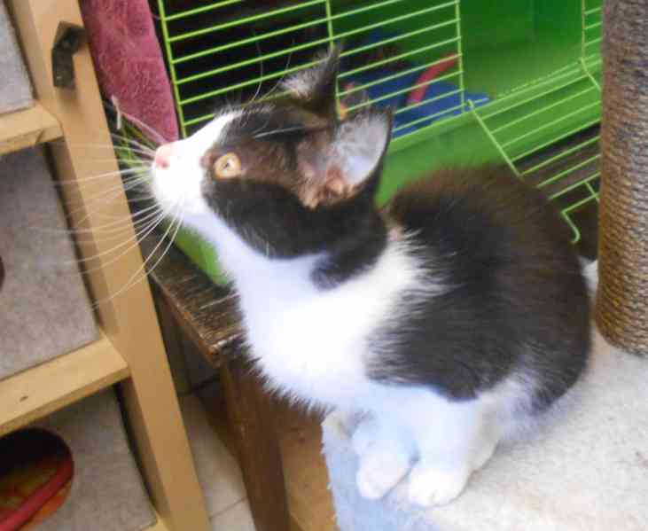 Bíločerná 4měsíční Amálka, čilá, hravá, veselá - foto 9