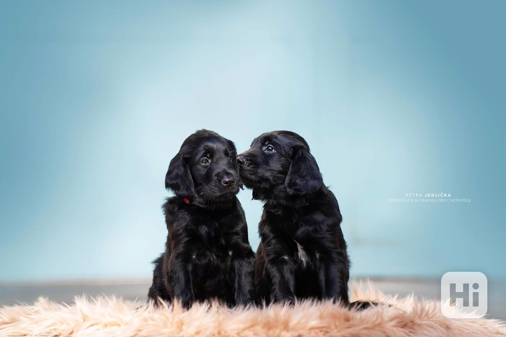 Na prodej štěňátka Flat Coated Retrievera s PP - foto 1