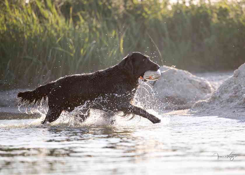 Na prodej štěňátka Flat Coated Retrievera s PP - foto 4