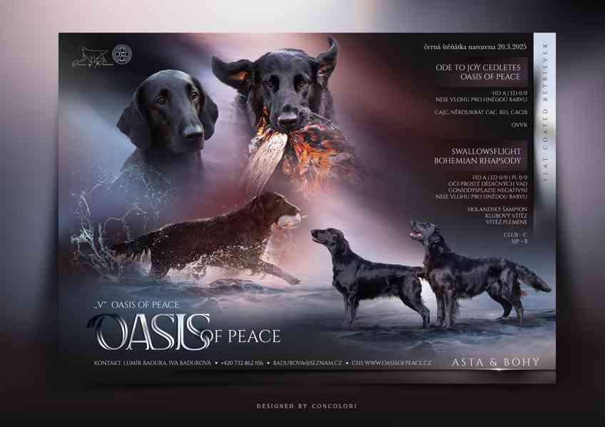 Na prodej štěňátka Flat Coated Retrievera s PP - foto 2