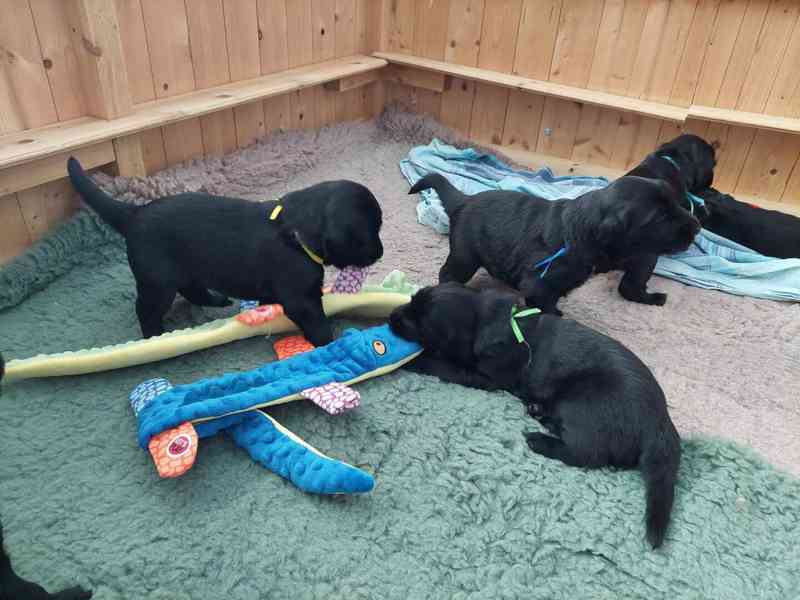 Na prodej štěňátka Flat Coated Retrievera s PP - foto 6
