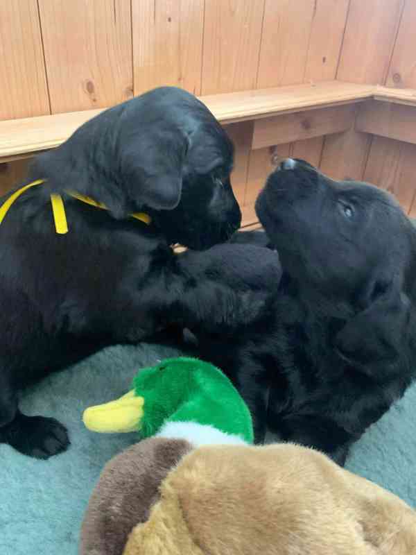 Na prodej štěňátka Flat Coated Retrievera s PP - foto 7