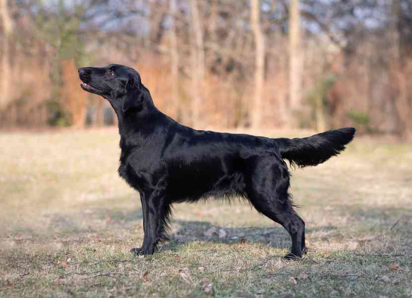 Na prodej štěňátka Flat Coated Retrievera s PP - foto 3