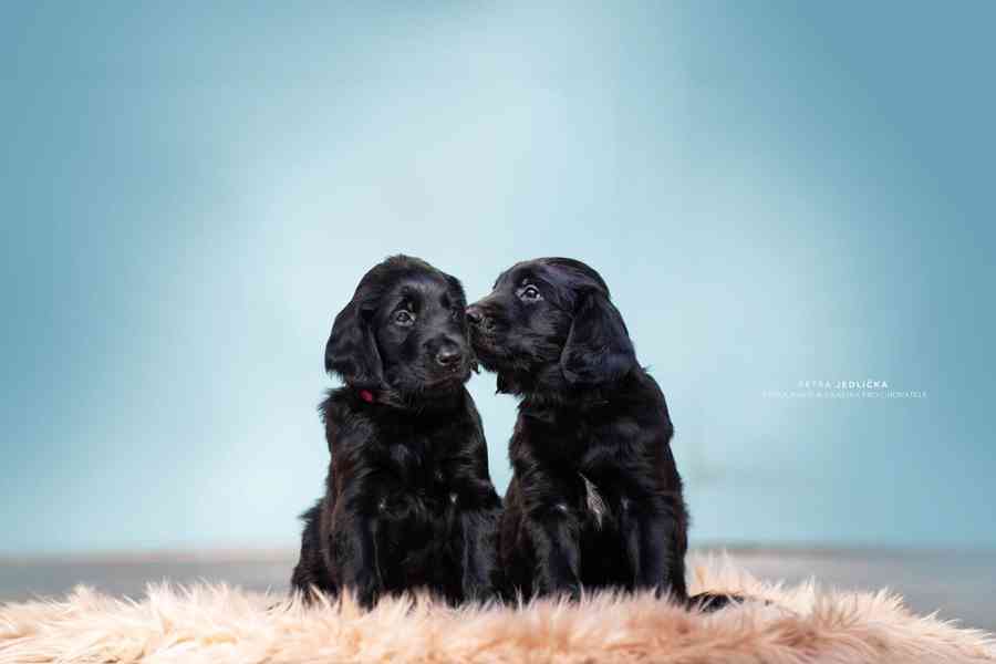 Na prodej štěňátka Flat Coated Retrievera s PP - foto 1