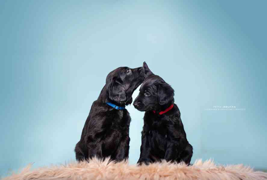Na prodej štěňátka Flat Coated Retrievera s PP - foto 9