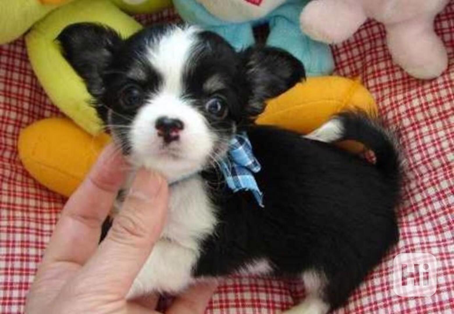 štěňata čivavy k adopci,, - foto 1