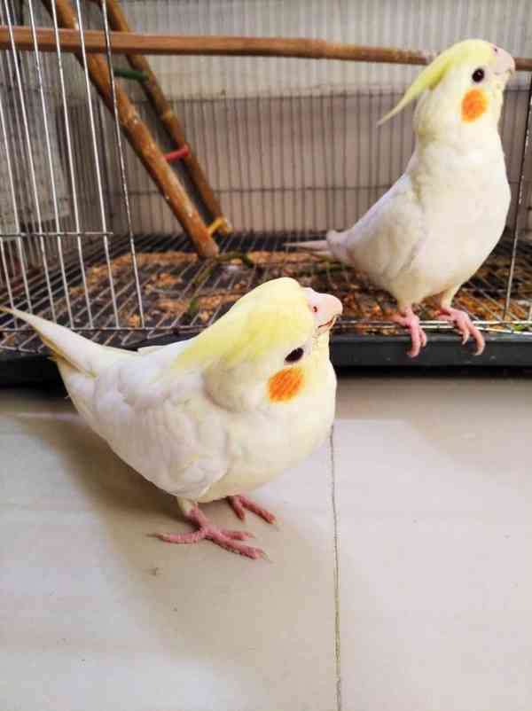 Překrásní papoušci korely ihned k adopci zdarma.  