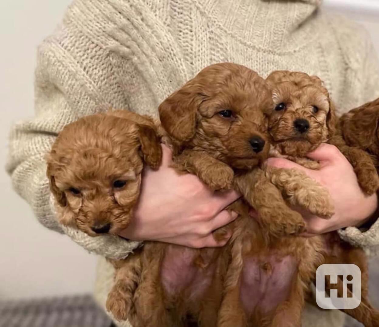 Štěňata pudla k adopci - foto 1