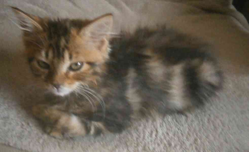 Dlouhosrstá 3barevná 2-2,5měsíční kočička s jedním - foto 5