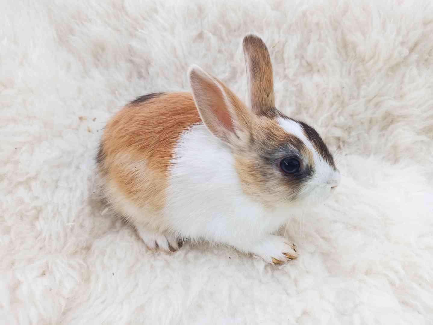 Zakrslý králík králíček - foto 1