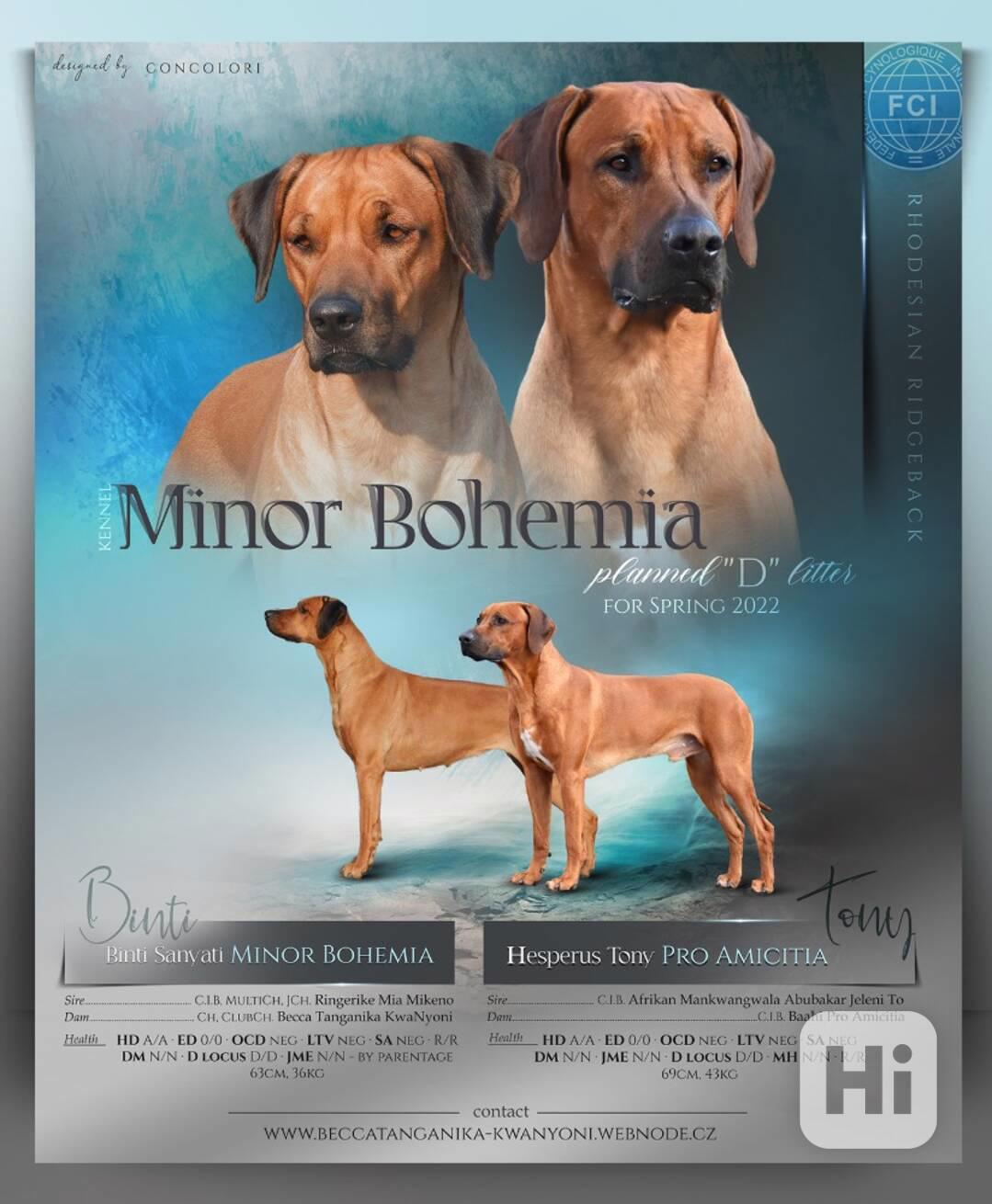Rhodéský ridgeback - štěňátka s PP - foto 1