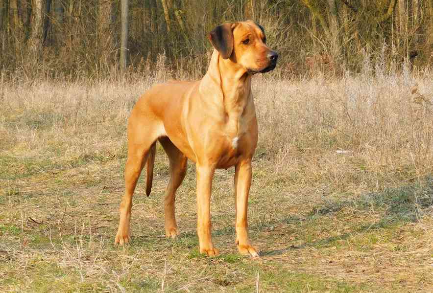 Rhodéský ridgeback - štěňátka s PP - foto 9