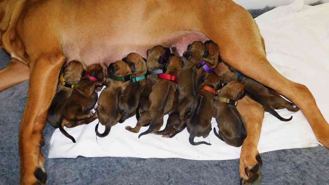 Rhodéský ridgeback - štěňátka s PP - foto 4