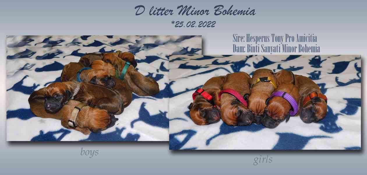 Rhodéský ridgeback - štěňátka s PP - foto 3