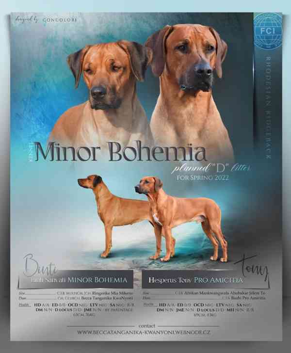 Rhodéský ridgeback - štěňátka s PP - foto 1