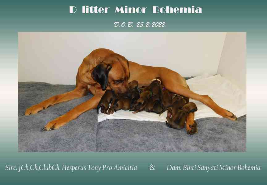 Rhodéský ridgeback - štěňátka s PP - foto 2