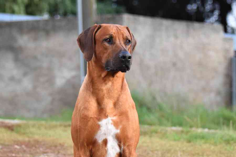 Rhodéský ridgeback - štěňátka s PP - foto 6