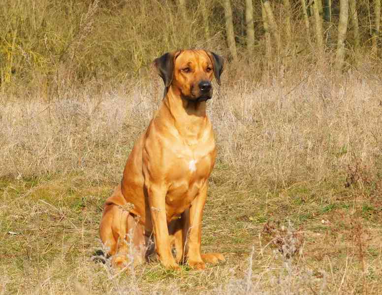Rhodéský ridgeback - štěňátka s PP - foto 10