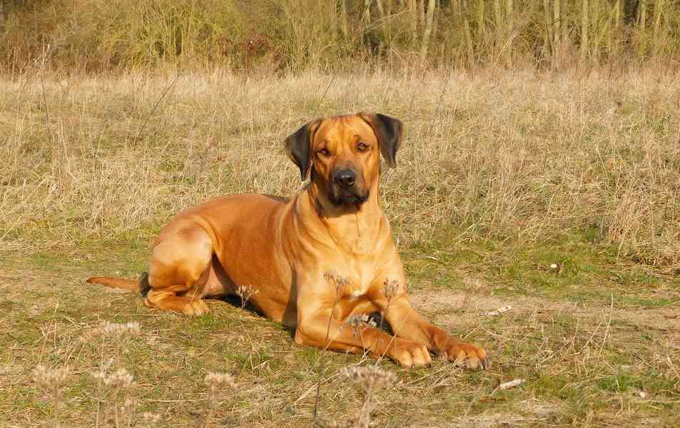 Rhodéský ridgeback - štěňátka s PP - foto 8