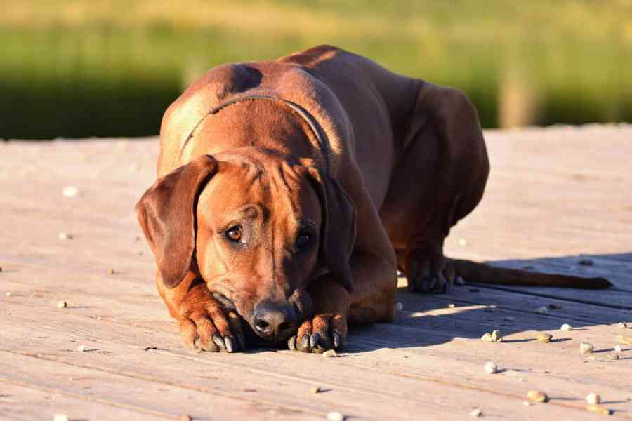 Rhodéský ridgeback - štěňátka s PP - foto 7