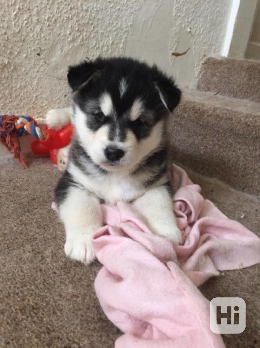 Kříženec aljašského malamuta a sibiřského huskyho. - foto 1