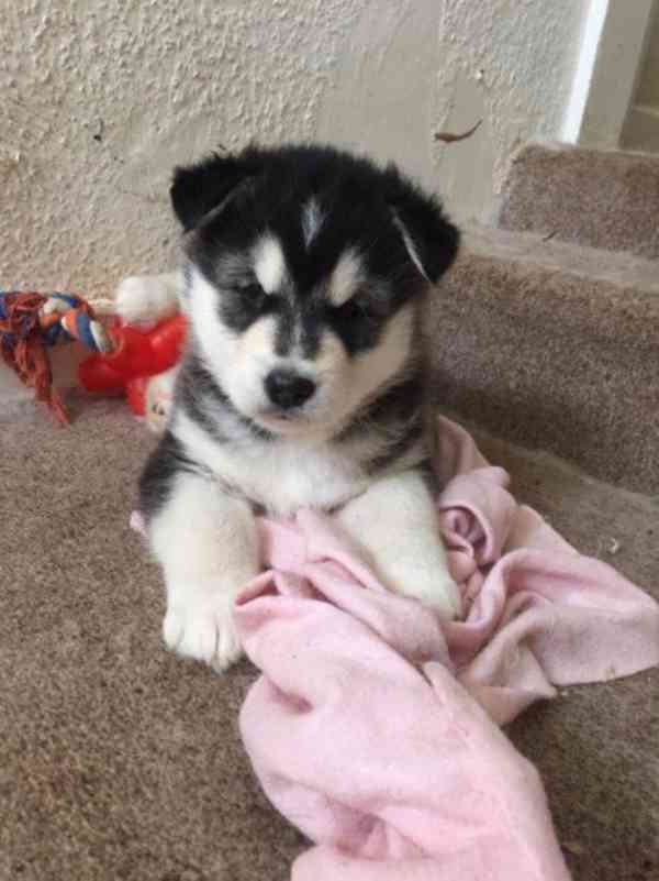 Kříženec aljašského malamuta a sibiřského huskyho. - foto 1