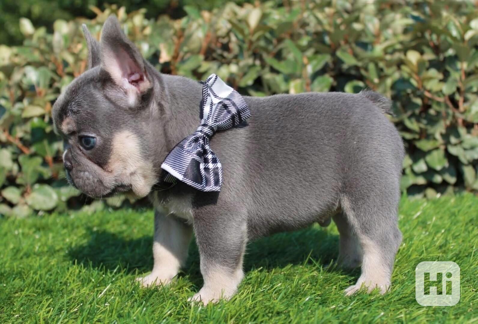 Nejkouzelnější a nejrozkošnější  štěňata francouzského buldo - foto 1