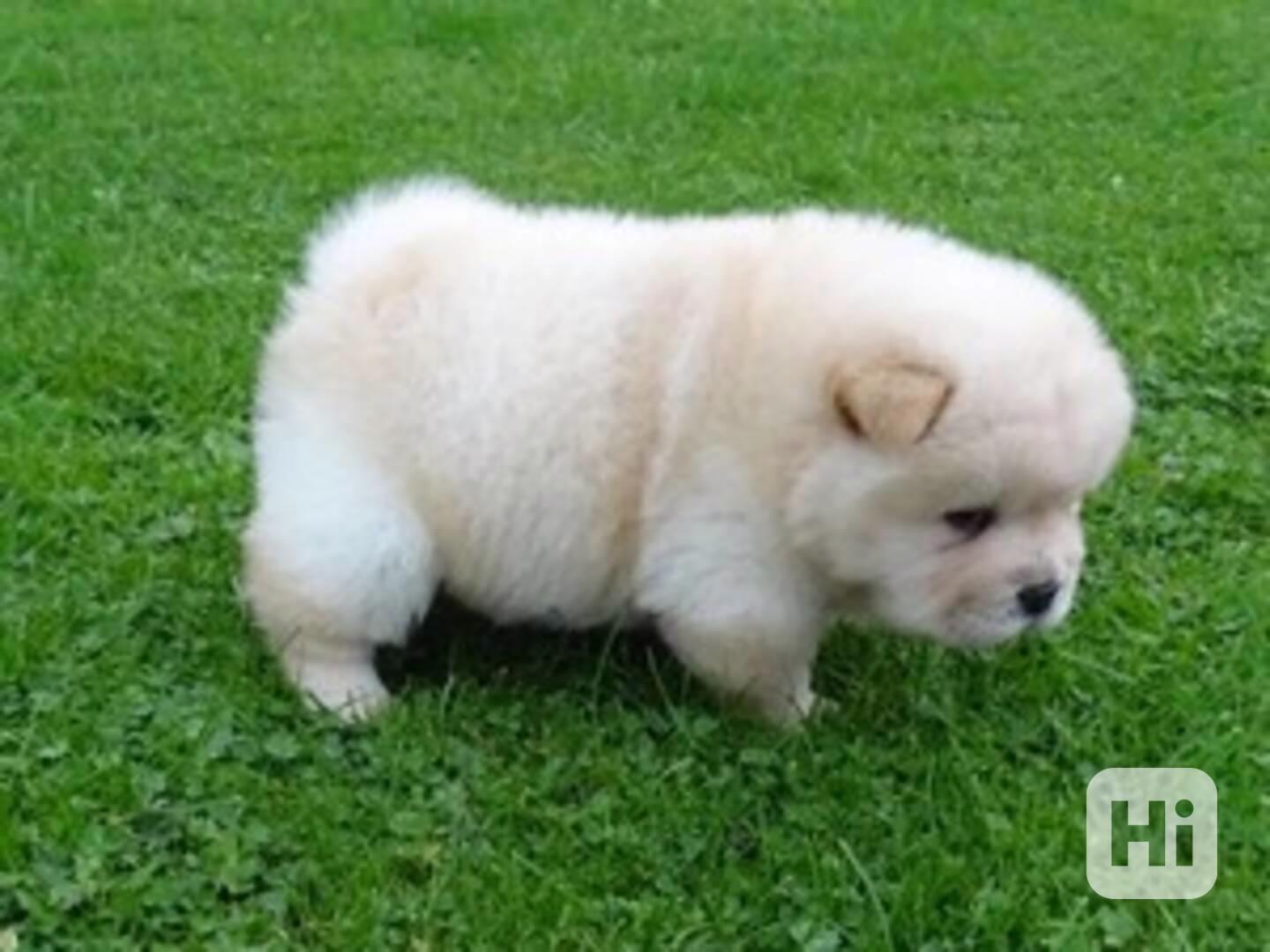 K dispozici štěňata chow chow samci a samice - foto 1