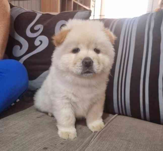 K dispozici štěňata chow chow samci a samice - foto 2