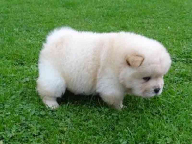 K dispozici štěňata chow chow samci a samice - foto 1