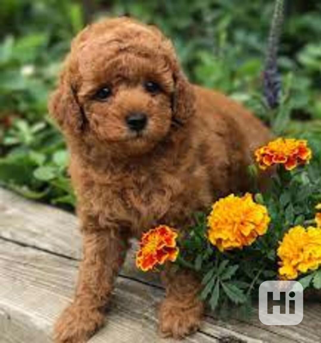 Štěňata toy pudla, samec a samice, k dispozici - foto 1