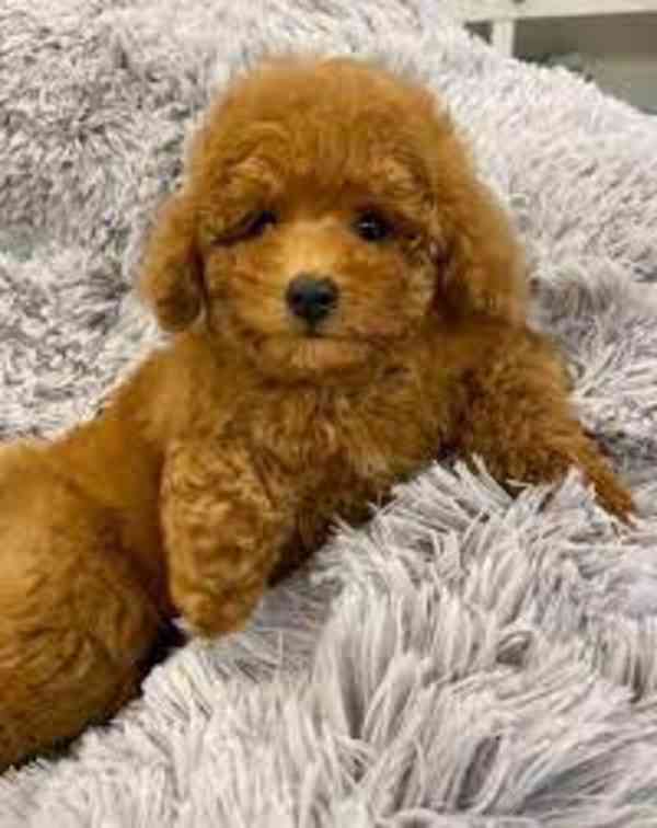 Štěňata toy pudla, samec a samice, k dispozici - foto 2