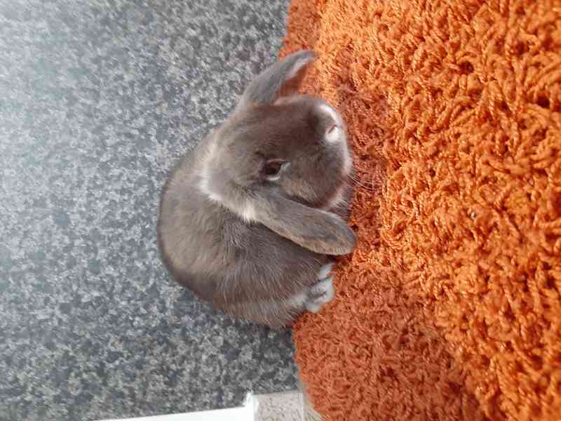 Zakrslý králík beránek  - foto 2