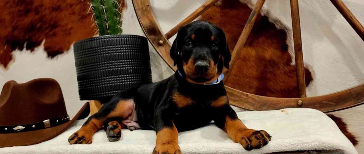 Štěňata dobermana - foto 2