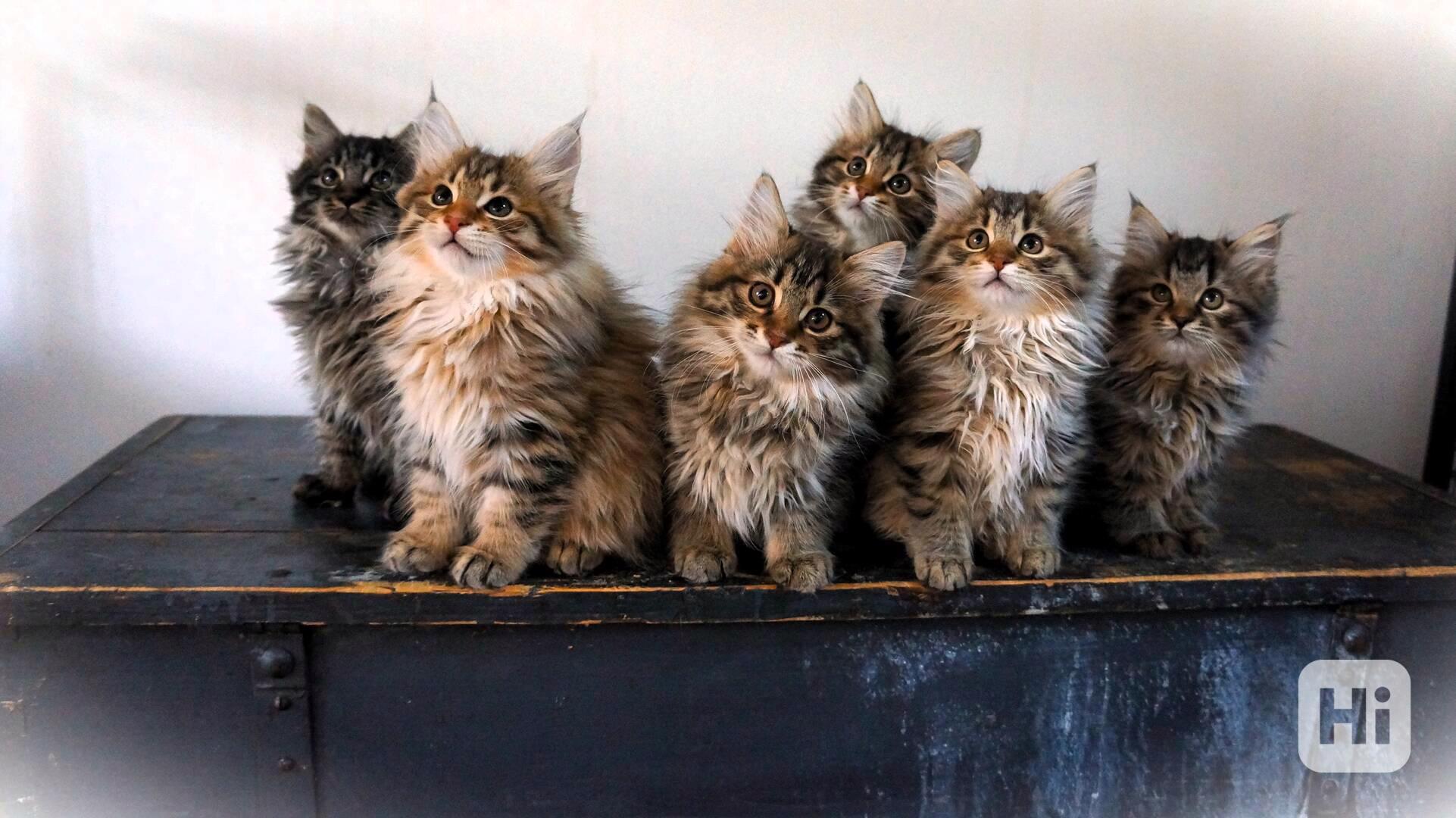 Kurilský bobtail koťata  s PP - foto 1