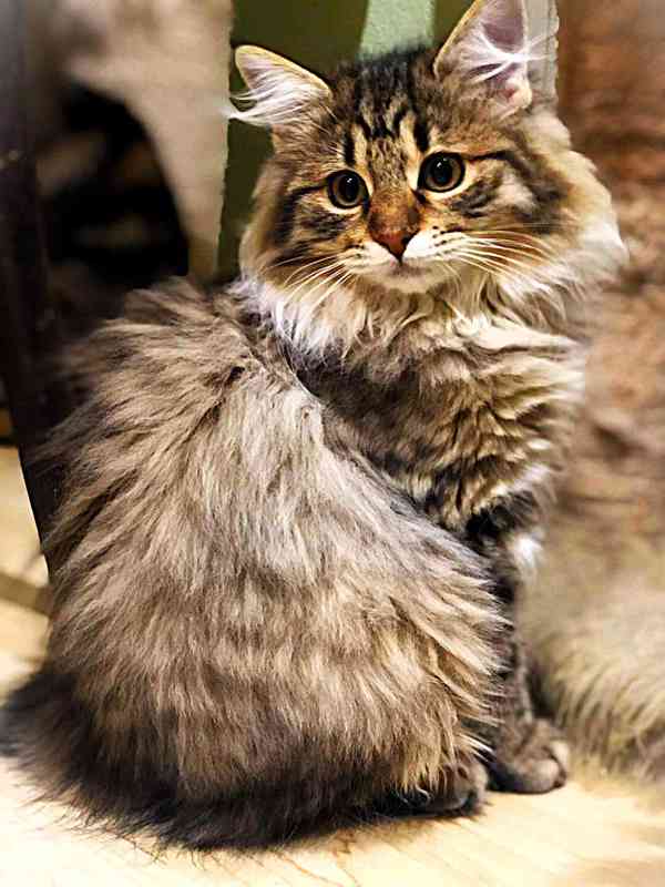 Kurilský bobtail koťata  s PP - foto 4