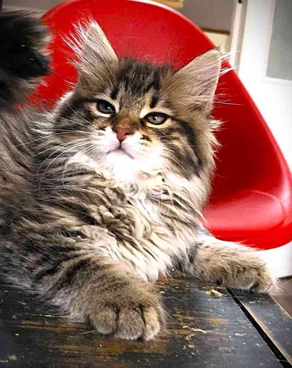 Kurilský bobtail koťata  s PP - foto 2